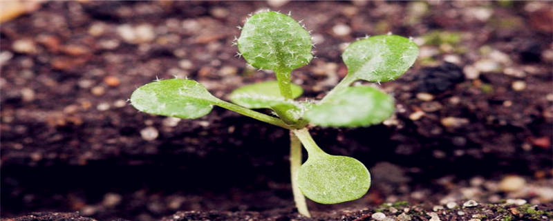 拟南芥种植注意事项