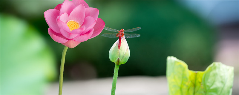 水中芙蓉指的是什么花