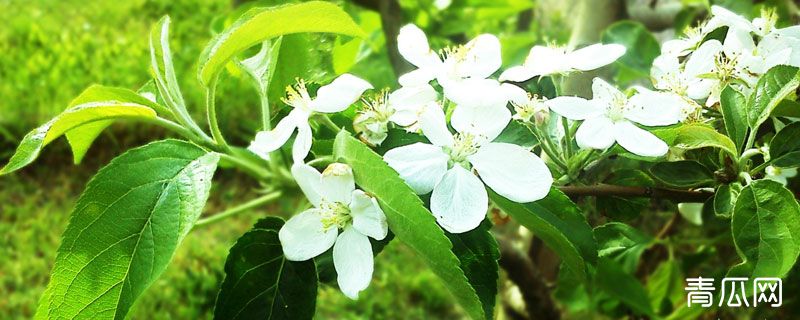 苹果开花打什么药