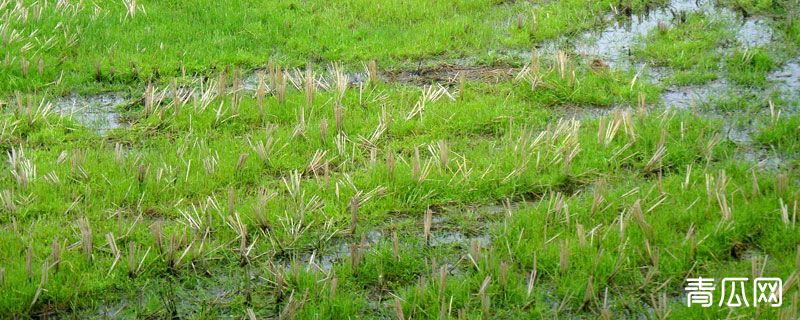 水田封闭除草啥药好