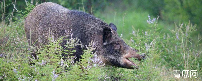 野猪破坏庄稼能不能打