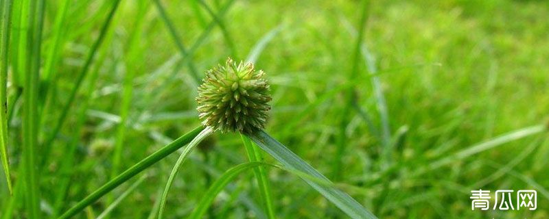 红薯地香附子除草剂