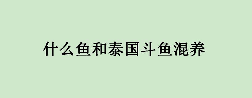 什么鱼和泰国斗鱼混养