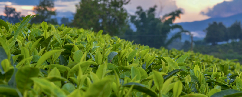 有机绿茶是什么茶