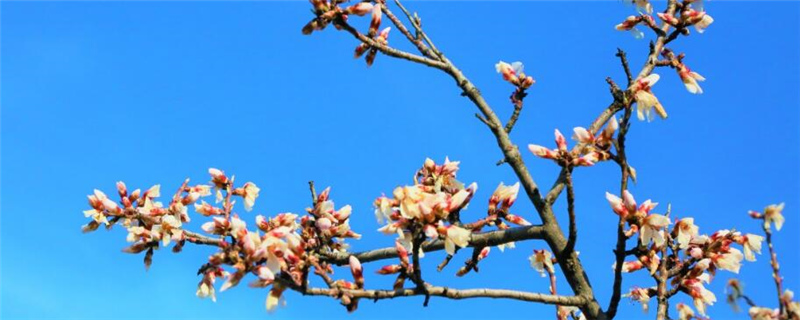 怎么给花木施肥