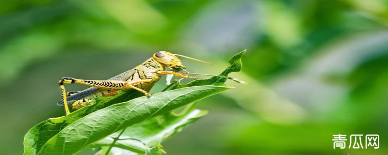 蝗虫农业害虫主要危害