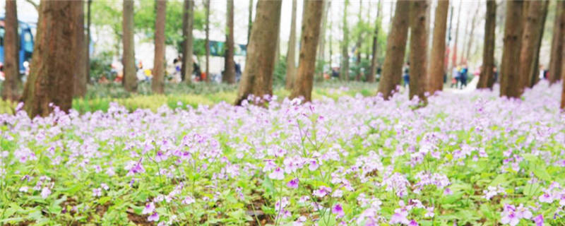 花草树木怎么过冬的