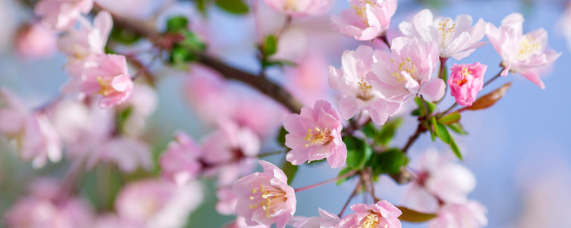 草本海棠花的特点