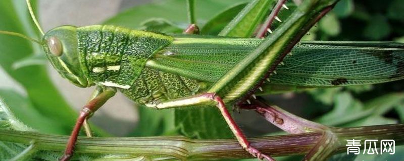 蝗虫满天飞会地震吗