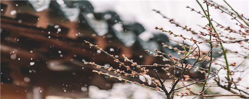 五彩梅花种植注意事项