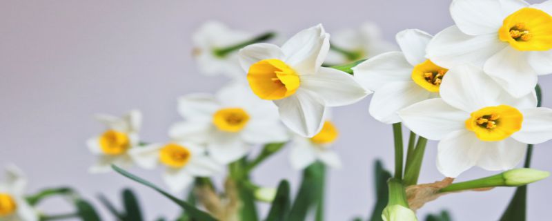 水仙花的特点和形状