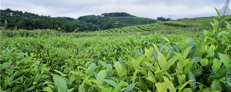 冻顶铁观音是什么茶叶