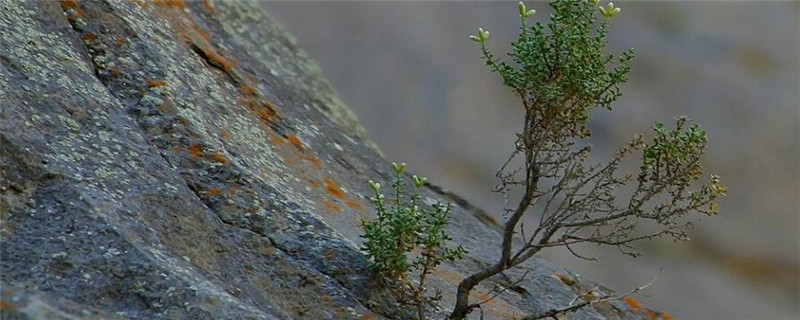 种植小树苗注意事项