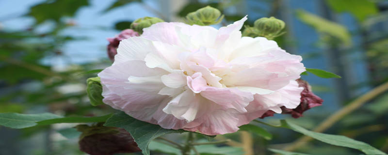 芙蓉花是什么花