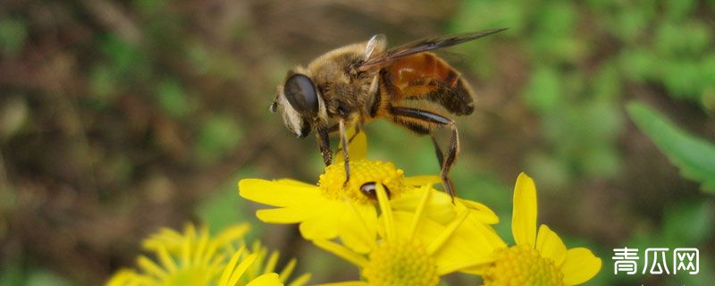 蜜蜂怎么养殖技术