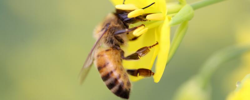 野蜂最怕什么气味