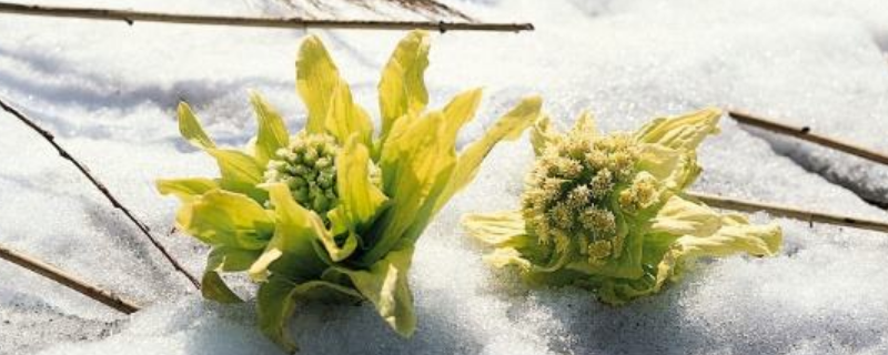 雪莲花生长在哪里