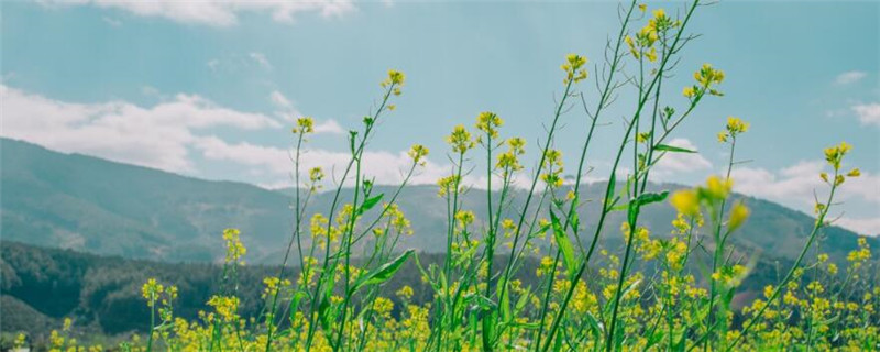 油菜花种植注意事项