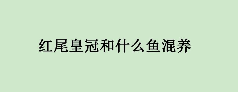 红尾皇冠和什么鱼混养