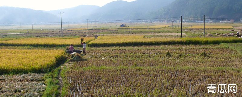 基本农田可以建苗圃吗