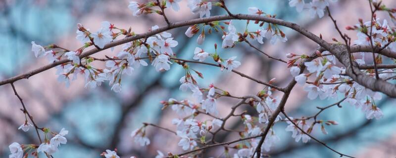 樱花树什么时候嫁接