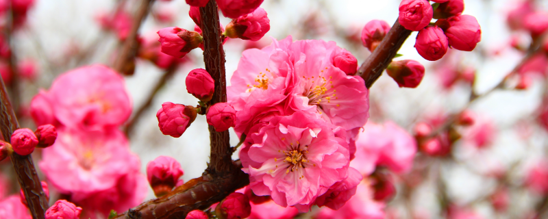 关于桃花的特点