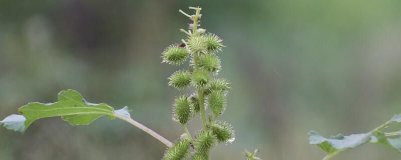 苍耳是什么植物是吧?