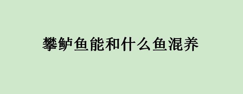 攀鲈鱼能和什么鱼混养