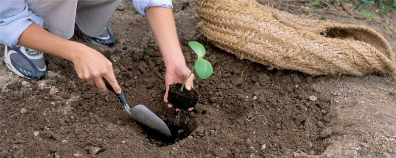 苗木雨季种植注意事项