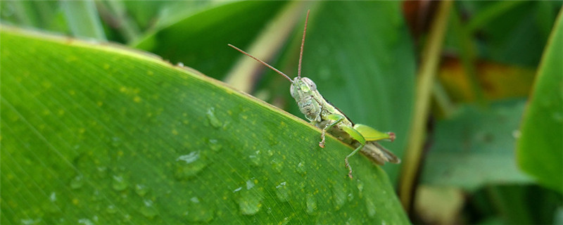 灭蝗虫用什么农药