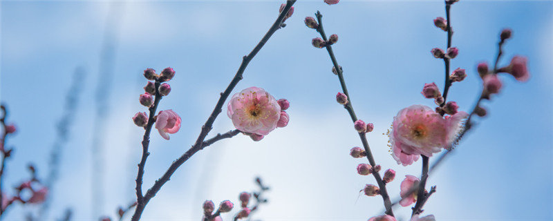 突出梅花的特点是什么