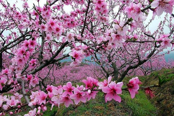 桃花像什么 桃花的特点是什么