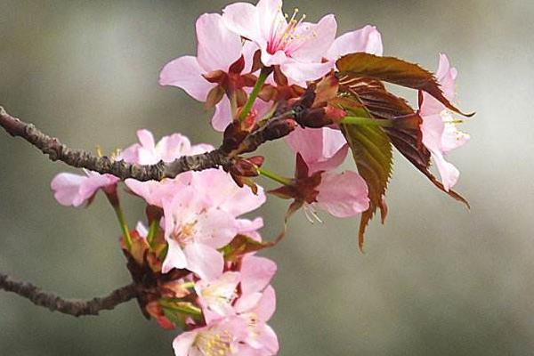 樱花像什么 樱花原产地在哪里