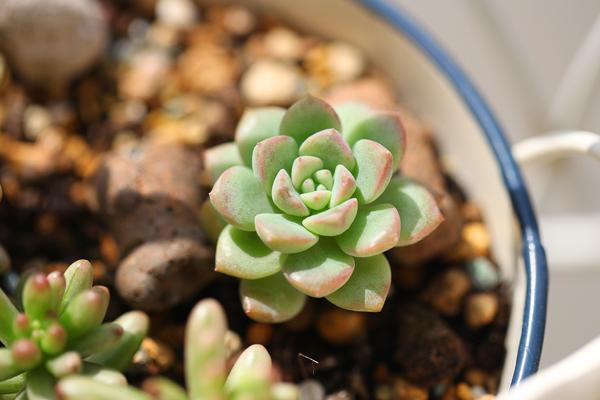 多肉植物一般多久浇一次水 多肉植物浇水还是喷雾