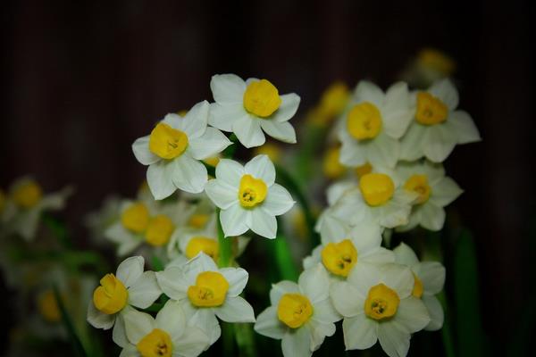 水仙花有毒吗 水仙花可以吃吗