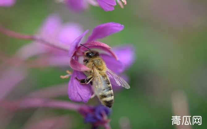 蜜蜂