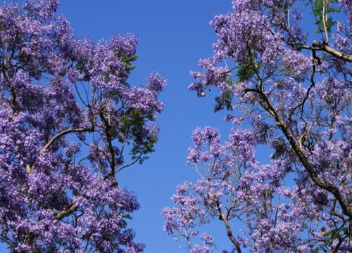 蓝花楹一年开几次花 花期多长时间