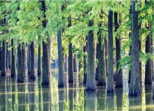 水杉属于什么植物类型