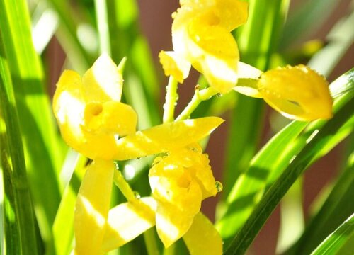 黄兰花一年开几次花