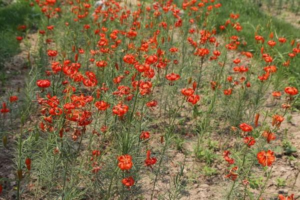 山丹丹花图片大全 山丹丹花花语及寓意 山丹丹花是什么花