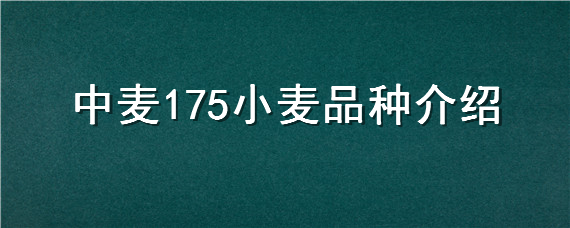 中麦175小麦品种介绍