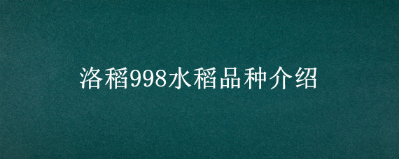 洛稻998水稻品种介绍