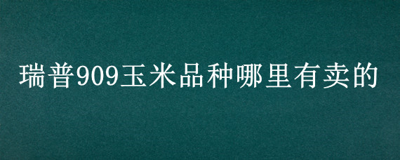 瑞普909玉米品种哪里有卖的