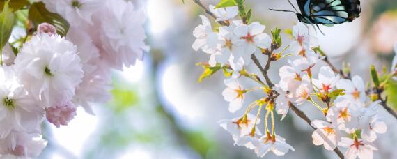 桃花怎么授粉