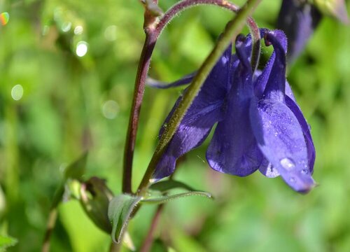 耧斗菜一年开几次花