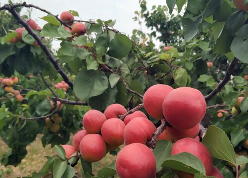 红杏属于什么植物类型"