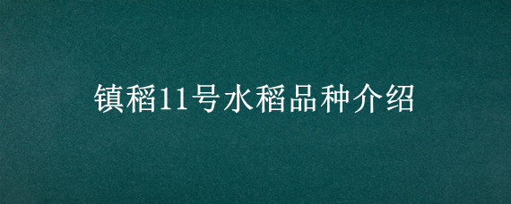 镇稻11号水稻品种介绍