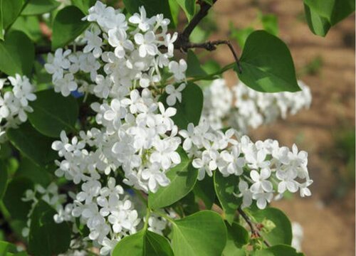 丁香花一年开几次花