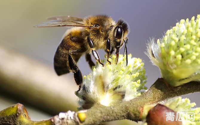 蜜蜂