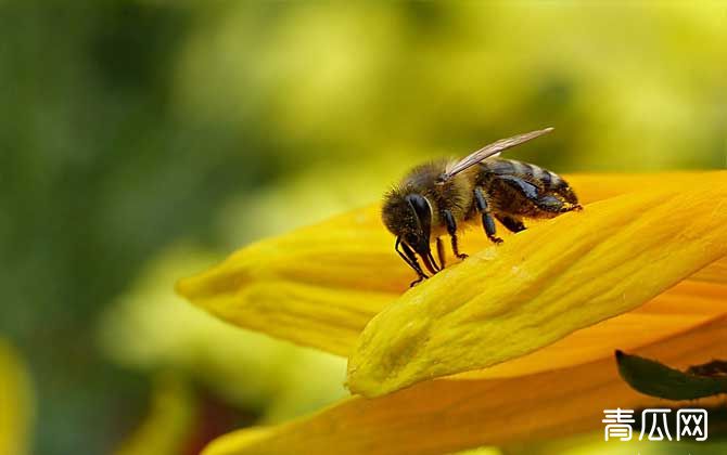 秋季蜜蜂没蜜了会跑吗？